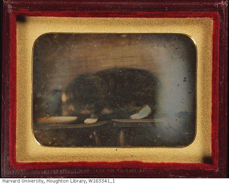 Самая старая фотография кота в истории, 1840 год